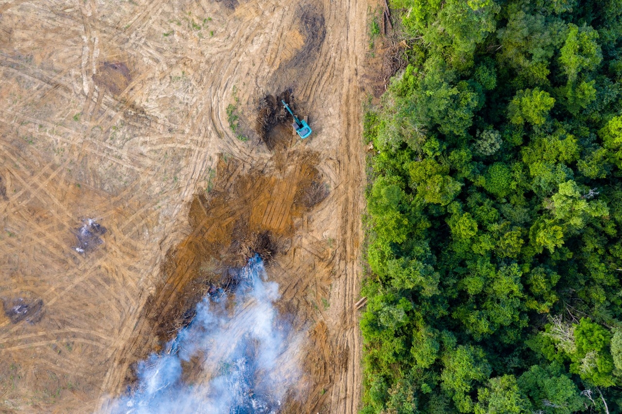 Zona incendiada y bosque verde
